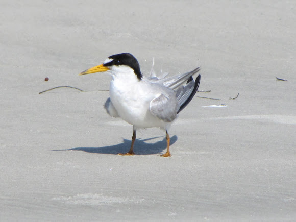 Spotting Image 1