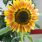 GIRASOLE