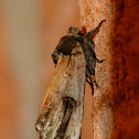 Chestnut schizura