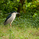 Black-crowned Night Heron