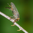 Robber fly