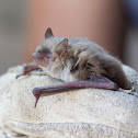Yuma myotis