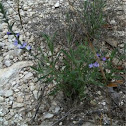 Grey vervain