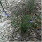 Grey vervain