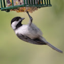 Black-capped Chickadee