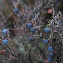 Wild Blueberries