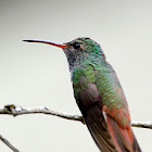 Buff-bellied Hummingbird