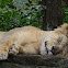 Asiatic Lion