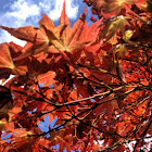 Maple