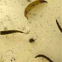 pond snail