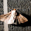 Red-lined Panopoda