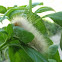 Caterpillar 