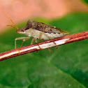 Brown Stink Bug