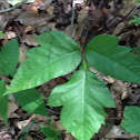 Poison ivy