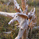 Driftwood