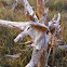 Driftwood
