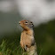 Ground Squirrel 
