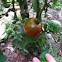 Bonnie Plants "Black Prince" Russian Heirloom Tomato