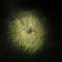 Giant Anteater