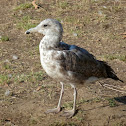 California Gull (1st year)