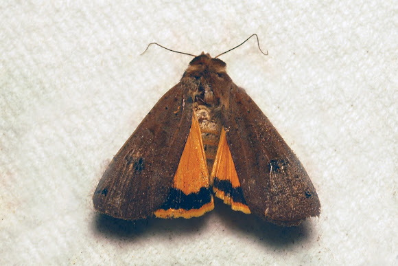 Spotting Image 1