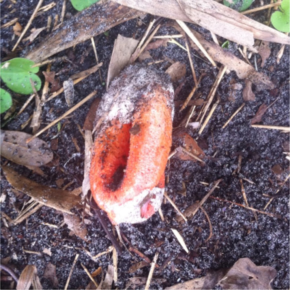 Spotting Image 1
