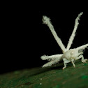 Fulgoroidea