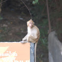 Monkey
