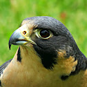 Peregrine Falcon