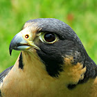 Peregrine Falcon