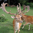 Stag