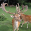 Stag