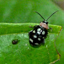 Flea beetle