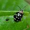 Flea beetle