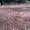 Grasses of the Northeast