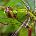 Eastern pondhawk