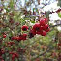 Toyon