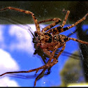 Brown Huntsman Spider