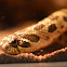Western Hog-Nosed Snake