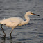 White Morph Reddish Egret