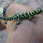 Lizards of Brazil