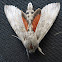 Ello sphinx moth