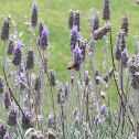 Lavander