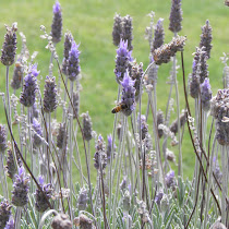 Uruguayan flowers
