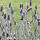 Uruguayan flowers