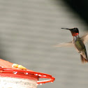 Ruby Throated Humming Bird
