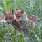 Red Fox