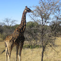 Giraffe
