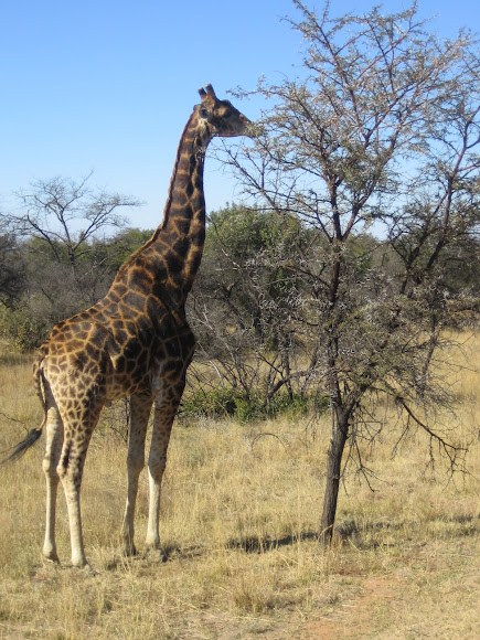 Spotting Image 1