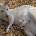 White Kangaroo